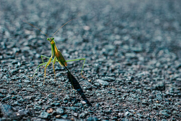  mantis