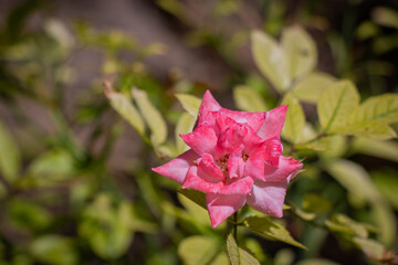 Beautiful macro Pink natural flower