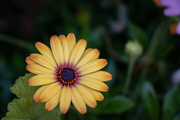 Beautiful macro yellow natural flower