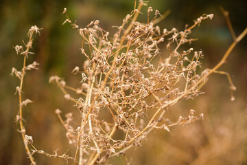 Autumn. Dried flowers at garden