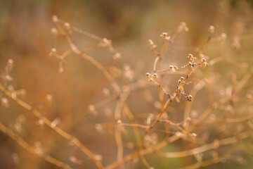 Autumn. Dried flowers at garden
