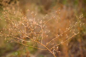 Autumn. Dried flowers at garden