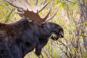 	 Bull moose in the woods