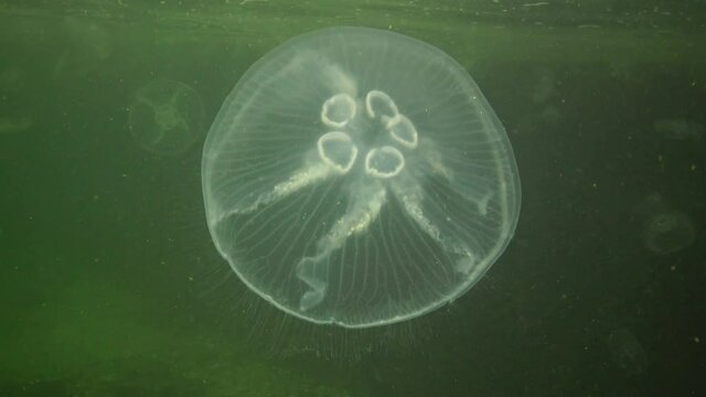 5 jellyfish gonads Aurelia aurita (moon jelly, jellyfish, common jellyfish, or saucer jelly). Fauna of the Black Sea
