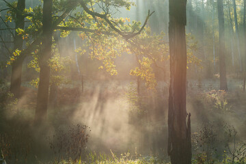 Poranna mgła unosząca się nad rzeką płynącą przez las. - obrazy, fototapety, plakaty
