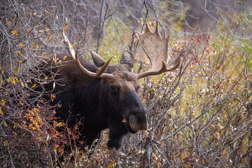 	 Bull moose in the woods