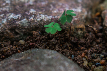 sprout on the ground