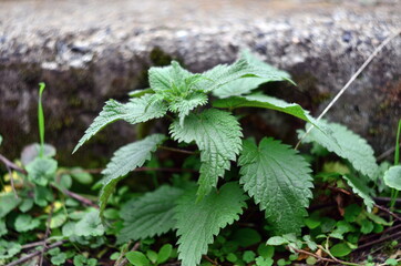 Green nettles have grown near the steps