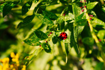 Ladybug 