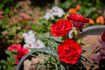 Beautiful macro purple natural flower