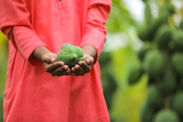 Indian farmer holding papaya fruit in hand at field