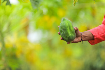 Indian farmer holding papaya fruit in hand at field
