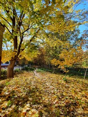 Obraz premium autumn in the park