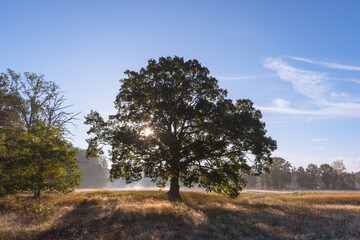 Jesienna, poranna mgła unosząca się w słoneczny poranek nad łąkami.