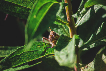 grasshopper on a leaf