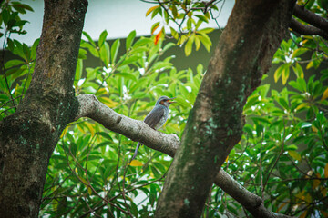 bird on a tree