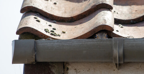 Little and cute squirrel face and nose peeking under roof tiles in a shed, fun moment © Franz Sidney Art