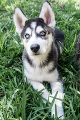 Pequeño cachorro husky siberiano negro sonriendo sentado en el jardín