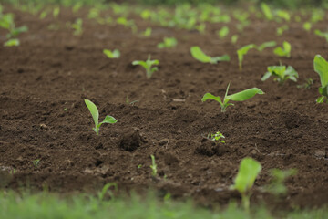 Small banana plant row with black soil at field