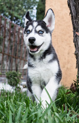 Pequeño cachorro husky siberiano negro sonriendo sentado en el jardín