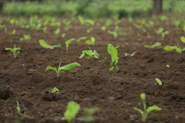 Small banana plant row with black soil at field