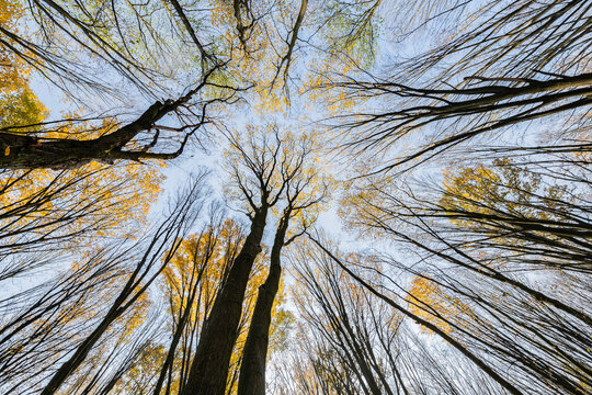 The crones of autumn trees.