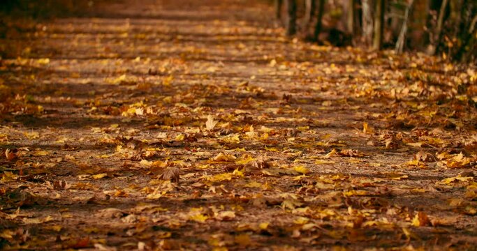 Low Angle Shot Of A Pathway Covered With Autumn Leaves Overlay Image Of Dirt Path Wooded Forest Trail