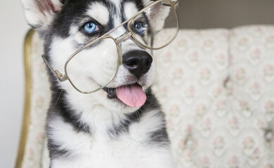 Pequeño cachorro perrito husky siberiano negro con ojos azules sonriendo - Foto divertida - Perro con lentes