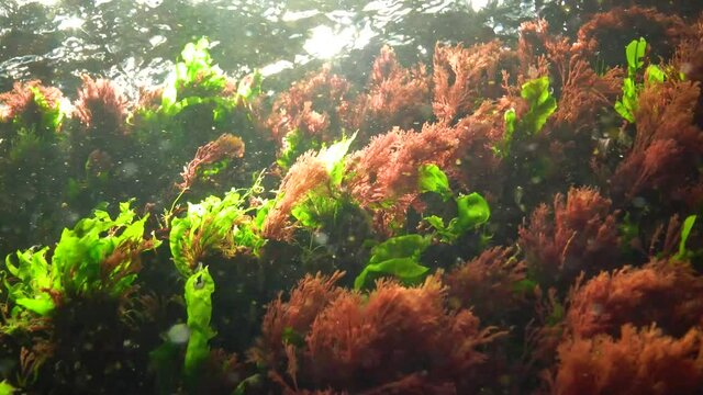 Algae of the Black Sea. Red and Green algae (Ceramium, Ulva, Enteromorpha) on the seabed in the Black Sea