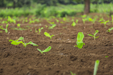 Small banana plant row with black soil at field