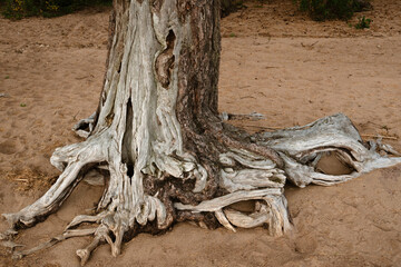 Pine trunk with bare roots clinging to the sand