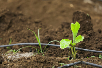 Small banana plant row with black soil at field
