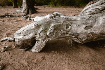 Obraz premium Old pine root that looks like a fairy snake