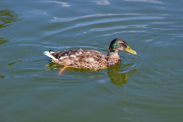 Male wild mallard duck swimming in a lake. Wild environment of migratory birds