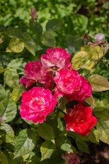 Beautiful macro Pink natural flower