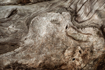 The texture of a pine tree trunk without bark exposed by wind and rain