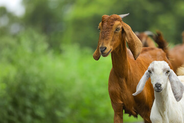 Young Indian Goat Field 