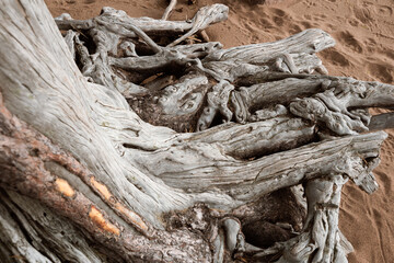 Old woven roots without pine bark blurred by the sea and dried by the wind