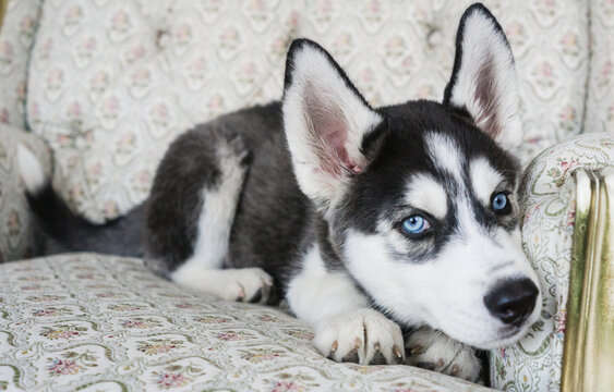 Pequeño cachorro perrito husky siberiano negro con ojos azules aburrido y triste sentado en un sillón