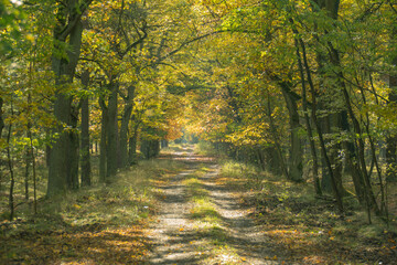 Fototapeta na wymiar Leśna droga w jesienny słoneczny dzień.