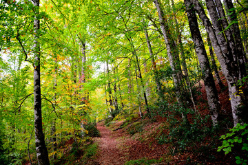 Fototapeta na wymiar A colorful and lush oak forest in the autumn month