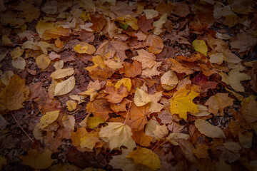 Gefallenes Herbstlaub