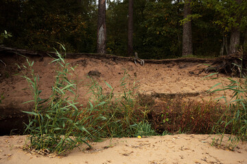 A ditch with black swampy peat water, reeds on the shore, crumbling sandy shore and bare pine roots