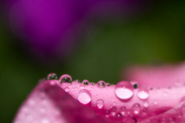 Close up of water drops on a pink leaf of a flower on a green background. Selective focus. Delicate Macro wallpaper.