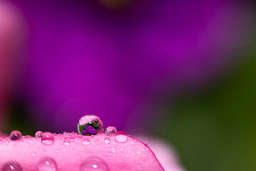 Close up of water drops on a pink leaf of a flower on a green background. Selective focus. Delicate Macro wallpaper.
