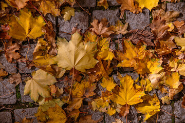 Gefallenes Herbstlaub