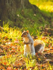 squirrel