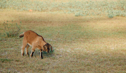 White goat in a meadow on a farm. Raising cattle on a ranch, pasture
