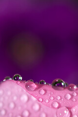 Abstraction Floral macro background. Close-up water drops on pink flower with violet background. Place for text.