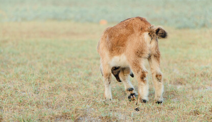 White goat in a meadow on a farm. Raising cattle on a ranch, pasture
